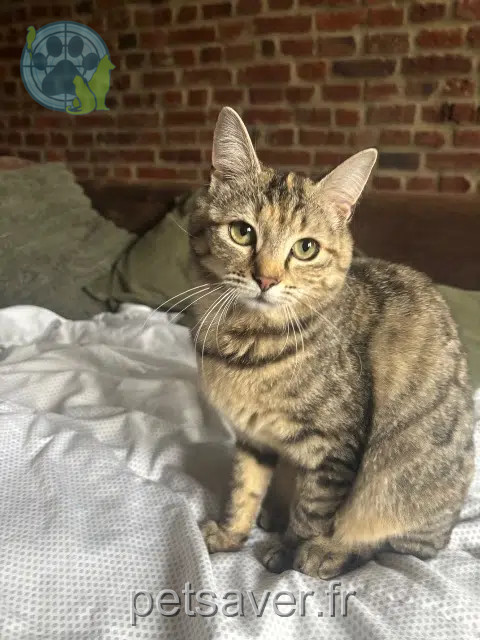 chatte reunited   59264 Onnaing Rocket