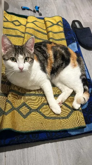 chatte reunited   59100 Roubaix Rose