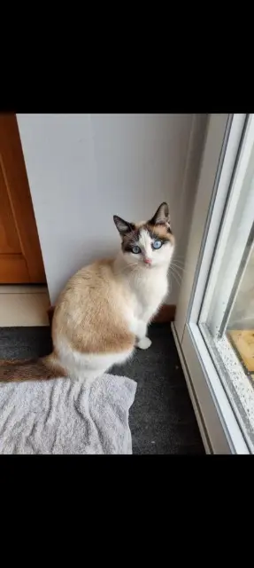chatte reunited   59117 Wervicq-Sud Sacha