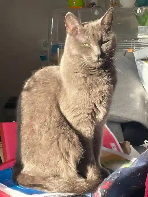 Chatte Trouvée 59 Nord - Saphira Chatte Trouvée 59 Nord - Saphira