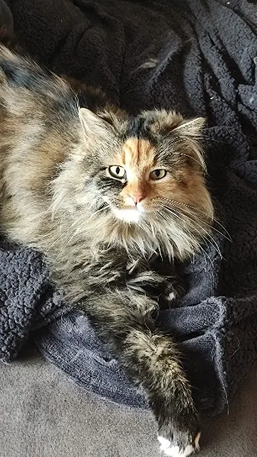 chatte reunited   59112 Annœullin Saphyr