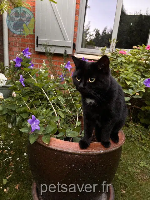 chatte reunited   59520 Marquette-lez-Lille Savannah