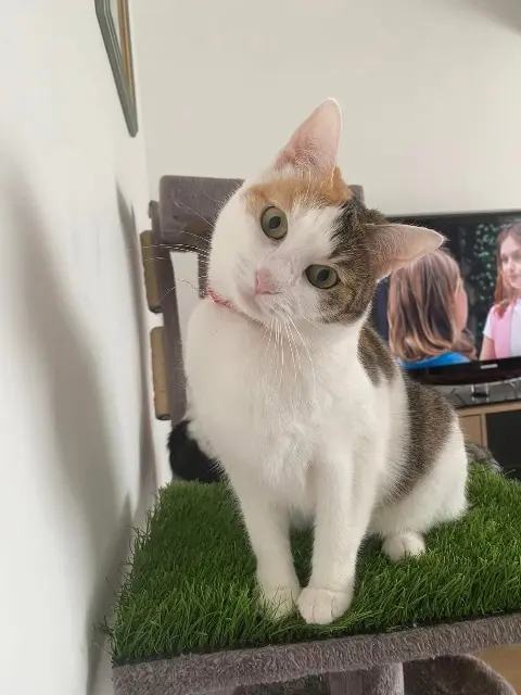 chatte reunited   59117 Wervicq-Sud Tara