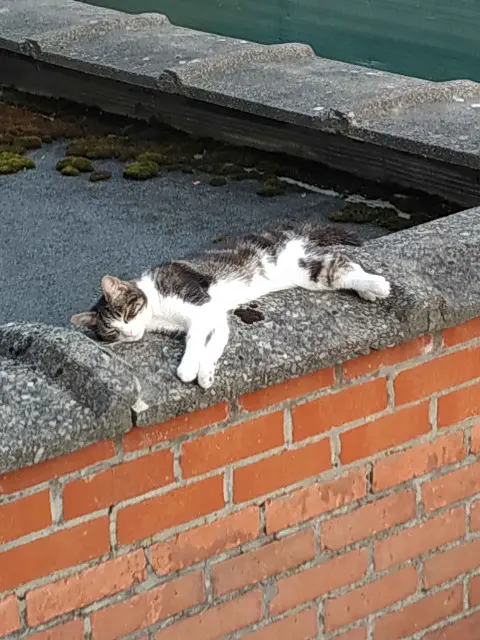 chatte reunited   59150 Wattrelos Tara