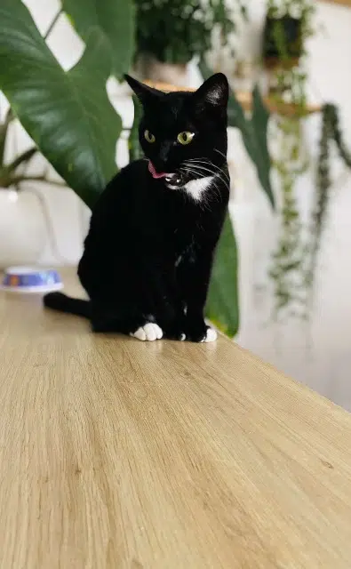 chatte reunited   59242 Templeuve En Pevele Miley