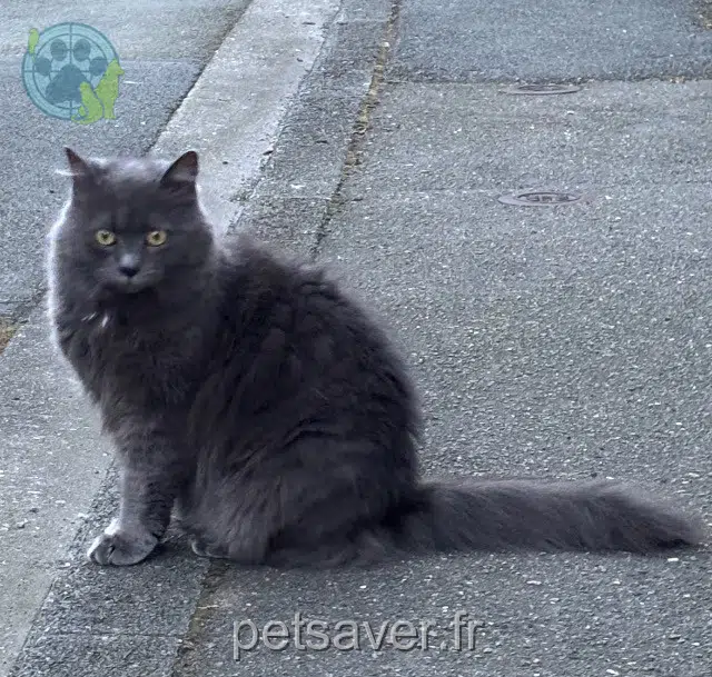 chatte reunited   59110 La Madeleine Théia
