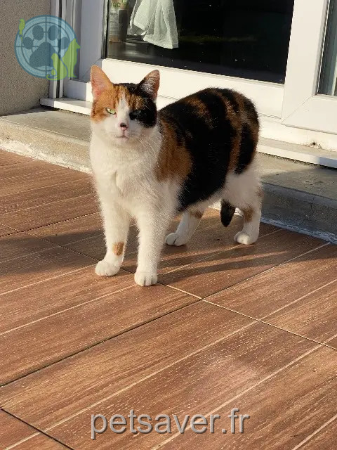 chatte reunited   59152 Chéreng Tikie
