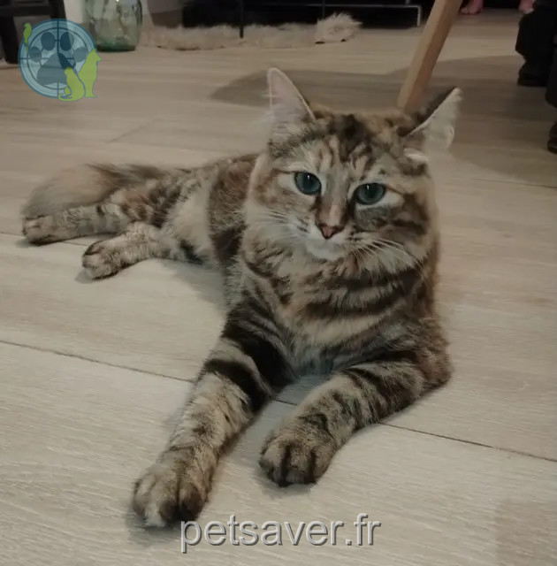 chatte reunited 59560 Comines Tina