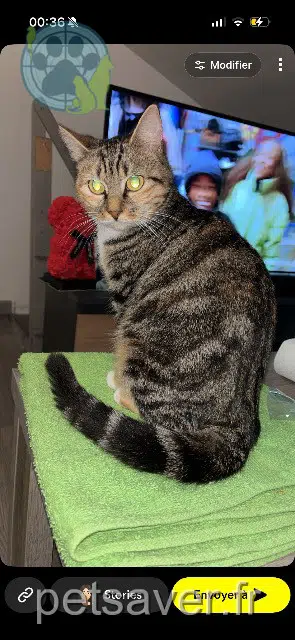 chatte reunited 59660 Merville Toupac
