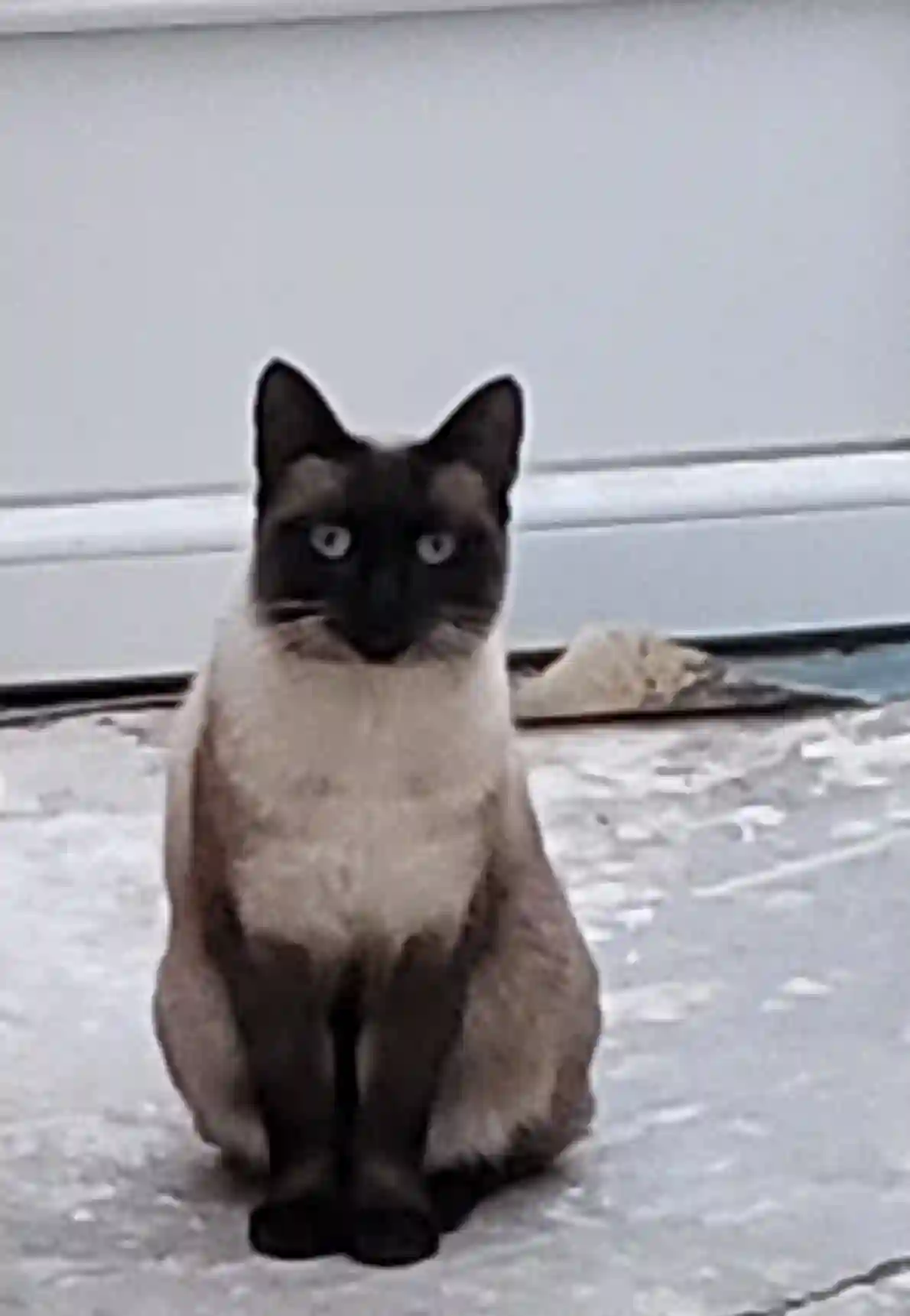 Chatte Trouvée 59 Nord - Trompette Chatte Trouvée 59 Nord - Trompette