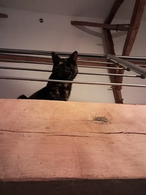 chatte reunited   59490 Somain Tweek alias Wee-wee