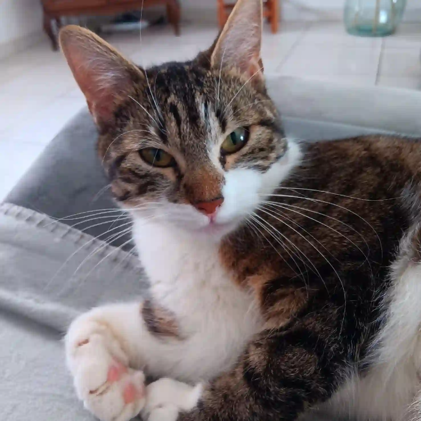 Chatte Trouvée 59 Nord - Uma Chatte Trouvée 59 Nord - Uma