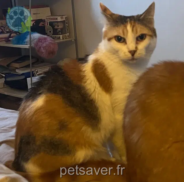 chatte reunited 59100 Roubaix Venus