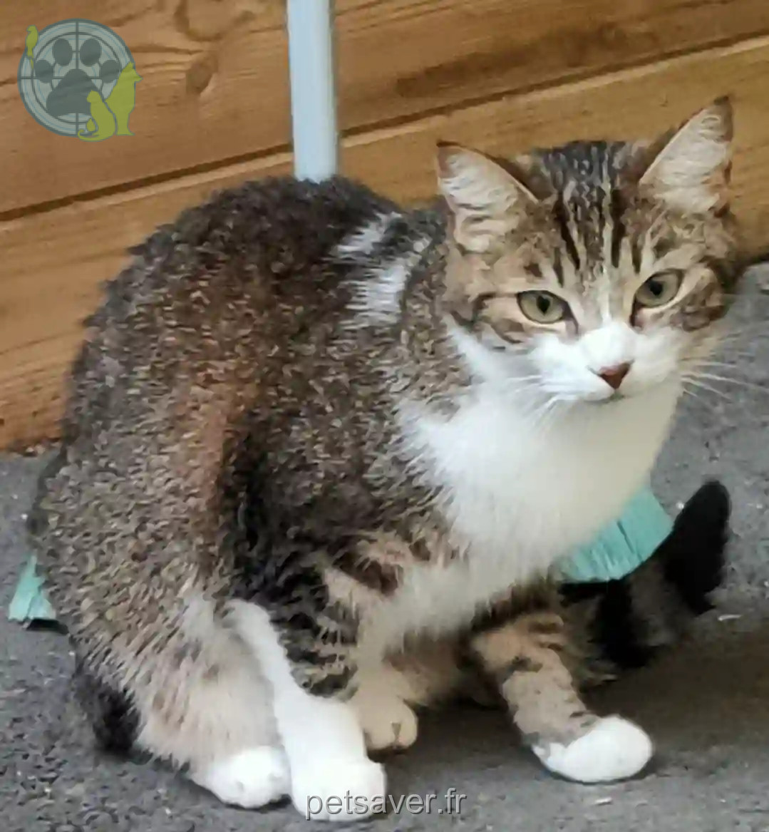 Chatte Trouvée 59 Nord - Winnie Chatte Trouvée 59 Nord - Winnie