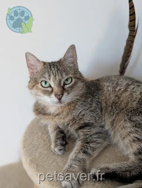 chatte reunited   59110 La Madeleine Wonka