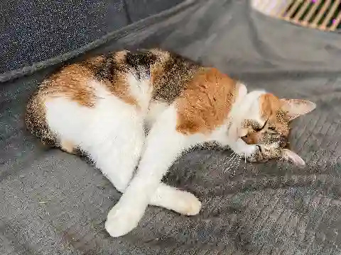Chatte Trouvée 59 Nord - Youpi Chatte Trouvée 59 Nord - Youpi