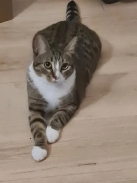 chatte reunited   59200 Tourcoing Yuna