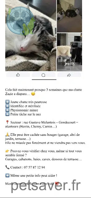 chatte reunited   59147 Gondecourt Zazie