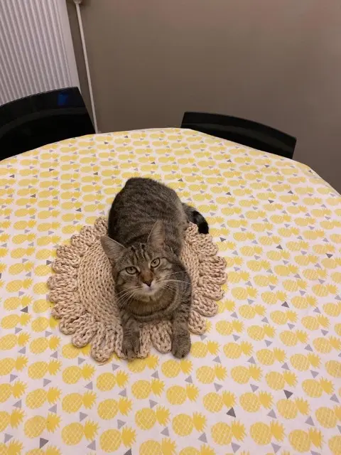 chatte reunited   59553 Cuincy Zezette