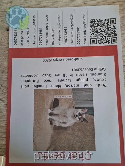 chatte reunited   60340 Saint-Leu-d'Esserent Abby