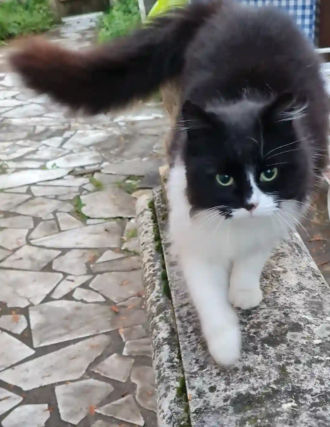 Chatte Trouvée 60 Oise - Artemis Chatte Trouvée 60 Oise - Artemis