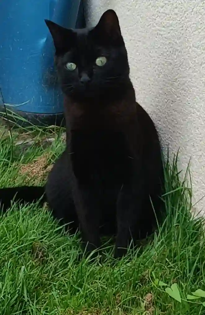 Chatte Perdue 60 Oise Chatte Perdue 60 Oise