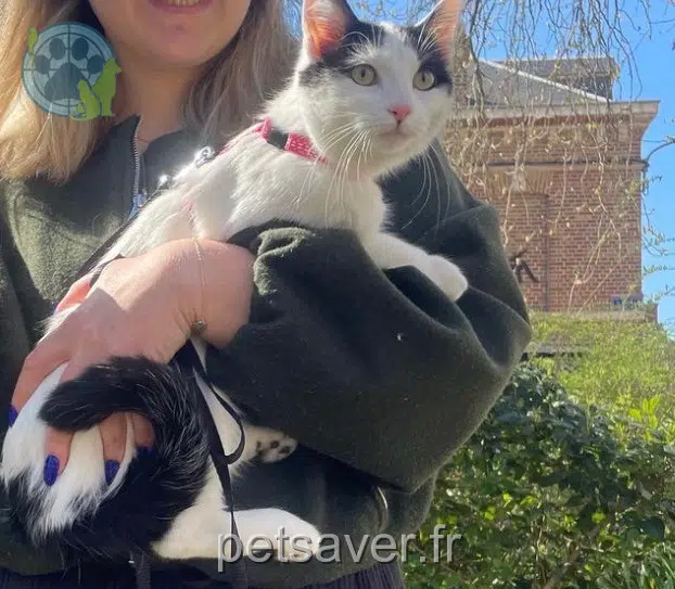 chatte reunited 60000 Beauvais Eren