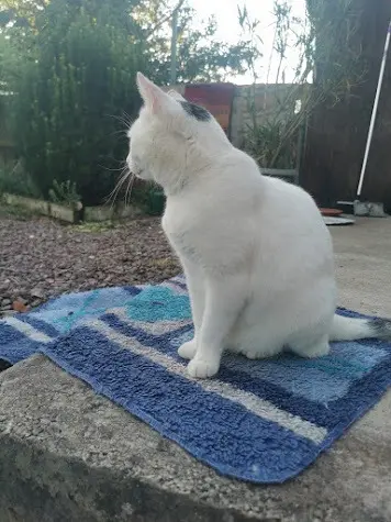 chatte reunited   60200 Compiègne Belle