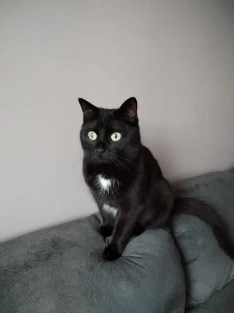 chatte reunited   60800 Crépy-en-Valois Biscotte