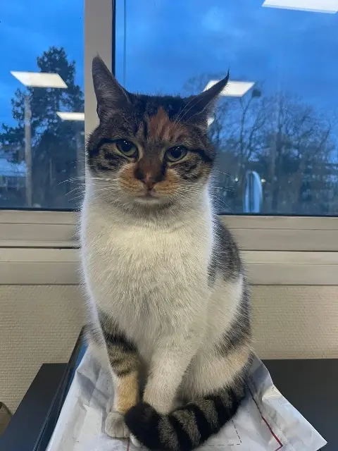 chatte reunited   60200 Compiègne Chouchou