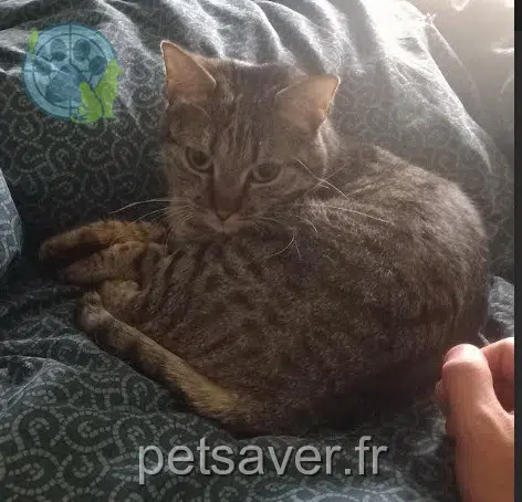 cat reunited   60620 Antilly Chouchoute