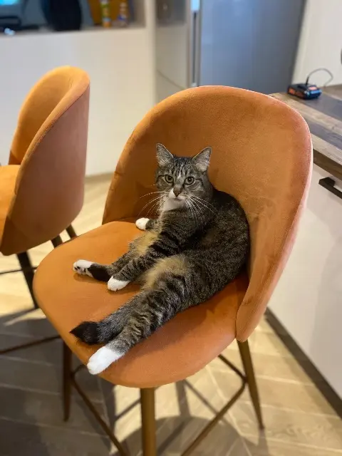 chatte reunited   60700 Pont-Sainte-Maxence Duchesse