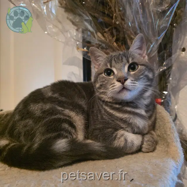 chatte reunited 60120 Breteuil Frangipane