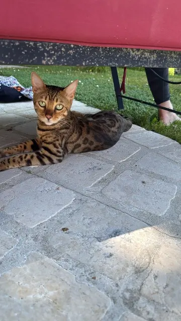chatte reunited   60500 Chantilly Gaia