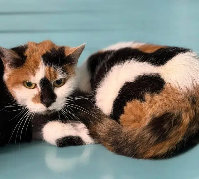 chatte reunited   60200 Compiègne Kiara