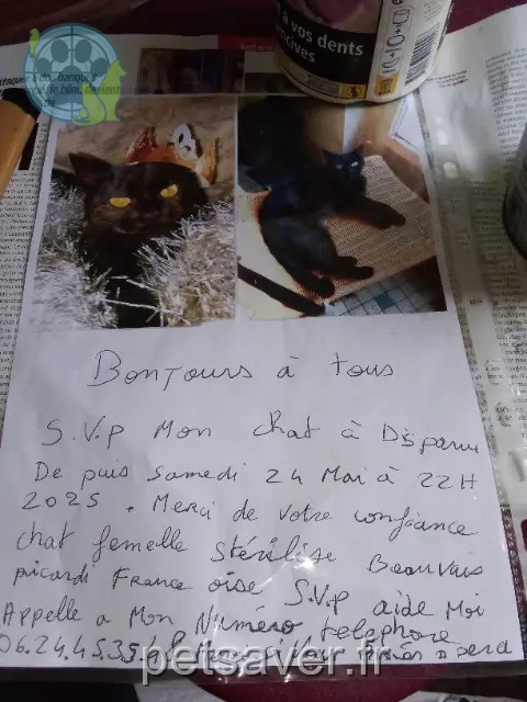 chatte reunited 60000 Beauvais Lassy