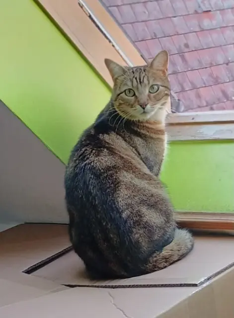 chatte reunited   60000 Beauvais Liberty