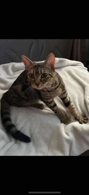 chatte reunited   60800 Crépy-en-Valois Louna