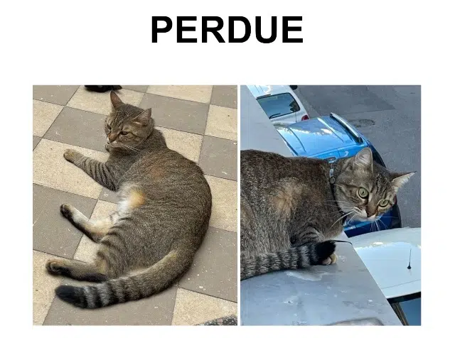 chatte reunited   60400 Noyon Mimi