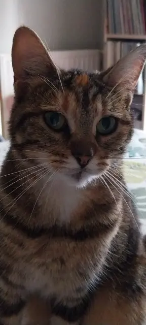 chatte reunited   60120 Breteuil Minette