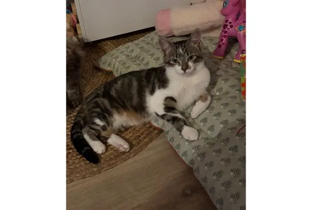 chatte reunited   60210 Sarcus Naya