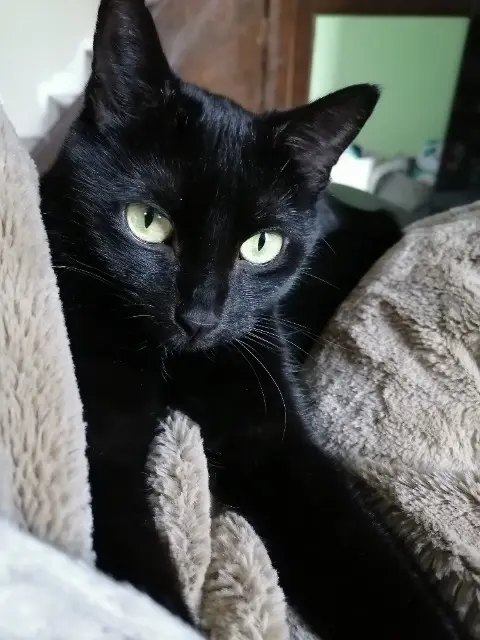 chatte reunited   60250 Bury Octavie