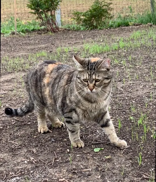 chatte reunited   60162 Antheuil-Portes One