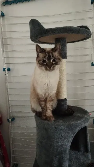 chatte reunited   60700 Les Ageux Paillette