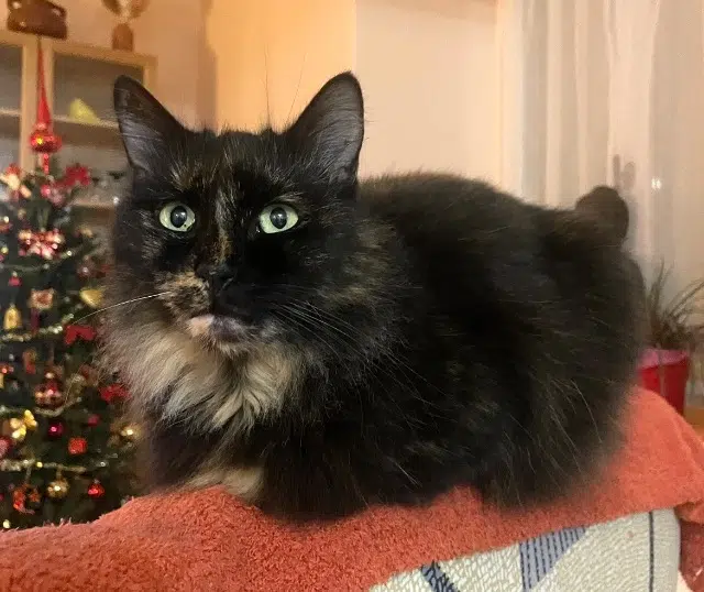 chatte reunited   60620 Bouillancy Para