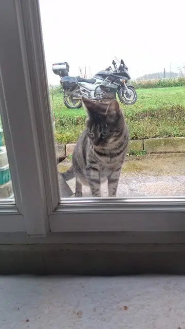 chatte reunited   60110 Méru Plume