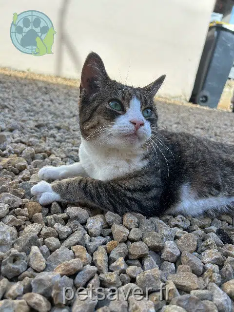 chatte reunited 60280 Venette Rosie
