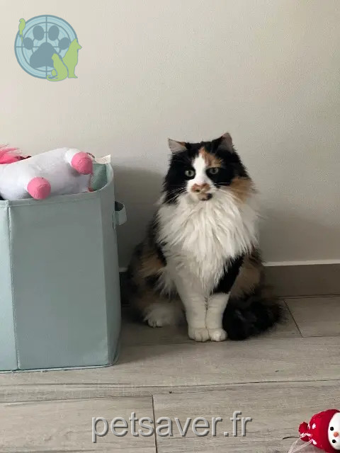 Katze reunited 60680 Grandfresnoy Scarlett