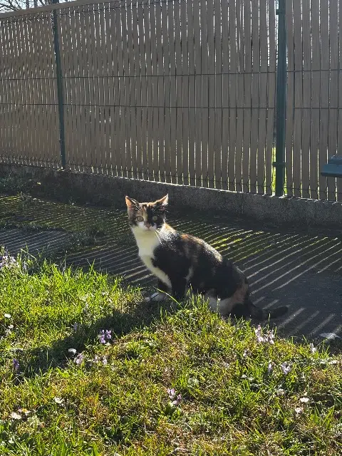 chatte reunited   60870 Brenouille Suzie