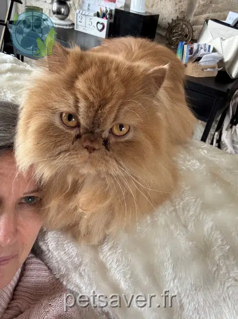 chatte reunited   60141 Boursonne Tara